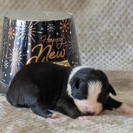 Banjo - Black tri-color male Australian Shepherd puppy in Falcon, Missouri from Edge Farm LLC