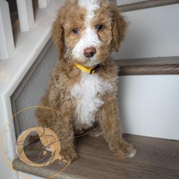 Colonel Mustard (yellow collar male) - Apricot male Goldendoodle puppy in Murrieta, California from Apricot Poodles & Goldendoodles, LLC