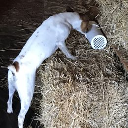Rat Terriers from Icon Rat Terriers
