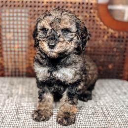 Brady - Black male Australian Labradoodle puppy in Decatur, Alabama from Southern Meadows Doodles