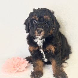 Cherry Pie - Tri-color female Bernedoodle puppy in Williamson, New York from Lakeside Doodles