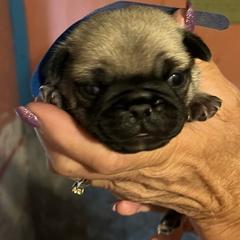 Chester - Fawn male Pug puppy in New Albany, Mississippi from Sherry's Pugs