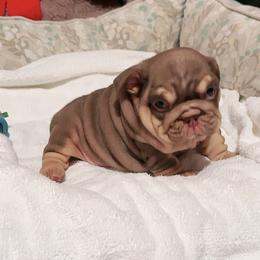 Teddy - Chocolate tri-color male Bulldog puppy in South Gate, California from Creations G Bulldogs