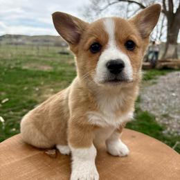 Wonder woman - Sable and white female American Corgi puppy in Preston, Idaho from KC Bar Ranch Aussies