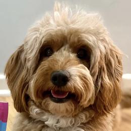 Aussiedoodles, Bernedoodles, and Double Doodles from Whaleydoodles