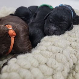 Goldendoodle Puppies from Auburn Hills Doodles & Poodles