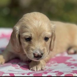 Dachshund Puppies from Ultimate_Doxies