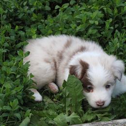 Australian Shepherd Puppies from Starlit Grove Australian Shepherds