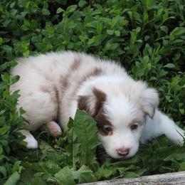 Australian Shepherd Puppies from Starlit Grove Australian Shepherds