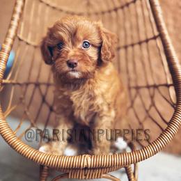 Medusa - Red female Cavapoo puppy in Spring Hill, Florida from Parisian Puppies