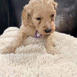 Fishy - Cream female Goldendoodle puppy in Houston, Texas from Were The Mack'Doodles