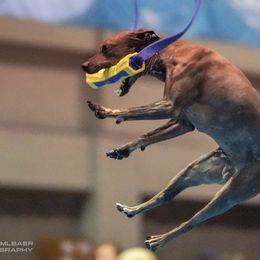 American Hairless Terriers from Rip It Up American Hairless Terriers