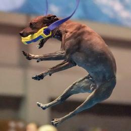 American Hairless Terriers from Rip It Up American Hairless Terriers