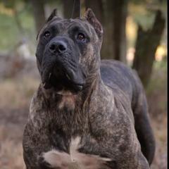 Tenesoya - Perro de Presa Canario