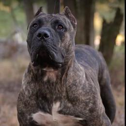 Tenesoya - Perro de Presa Canario