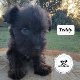 Miniature Schnauzer Puppies from Little Schnauzer Paws