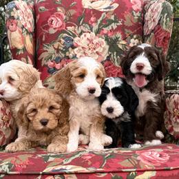 White Collar Boy - Caramel red male Australian Labradoodle puppy in Statesville, North Carolina from Rose Cottage Labradoodles