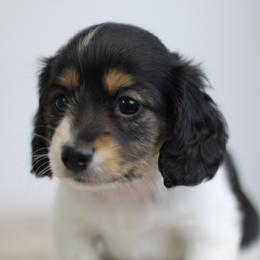 Sienna - Piebald female Dachshund puppy in Alto, Texas from Prima Dachshunds