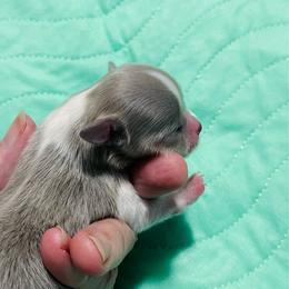 Blue - Blue and white male Chihuahua puppy in Windsor, South Carolina from Gemstone Chihuahuas