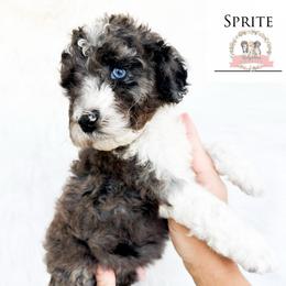 Sprite - Blue merle female Aussiedoodle puppy in Corydon, Indiana from Ridgeline Doodles
