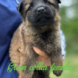 Green Collar - Sable female German Shepherd puppy in Canterbury, Connecticut from Nachtwaechter German Shepherds, LLC