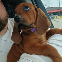 Bluetick Coonhound and Redbone Coonhound Puppies from Harmons Hounds