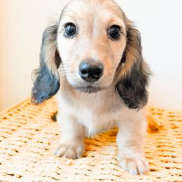 Rocky 3750 - Cream male Dachshund puppy in Sylvania, Alabama from Yancey’s Doxies