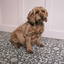 Greta - Cockapoo