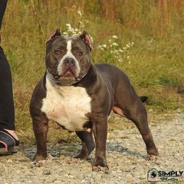 Stella - American Bully