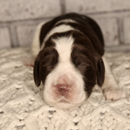 Boy 5 - Liver and white English Springer Spaniel puppy in Swainsboro, Georgia from Sweet Georgia Springers