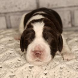 Boy 5 - Liver and white English Springer Spaniel puppy in Swainsboro, Georgia from Sweet Georgia Springers