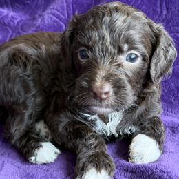 Godiva a.k.a. Diva - Chocolate female Australian Labradoodle puppy in Bells, Texas from Sandcastle Labradoodles