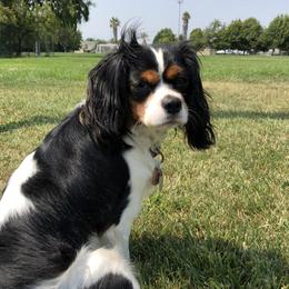 Destiny Driver aka DeeDee - Cavalier King Charles Spaniel
