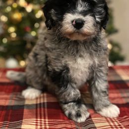 Aussiedoodle Puppies from Lucky Dog Kennels