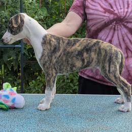 YOLO - White and red brindle male Whippet puppy in Mechanicsville, Virginia from Surrey Hill Whippets
