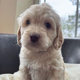 Joyce - Cream female Goldendoodle puppy in Rocky Point, North Carolina from CelticDoods