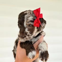 Elenor - Merle female Goldendoodle puppy in Nashville, Tennessee from Hilton Doodles