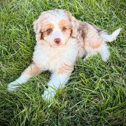 Judith - Brown merle female Aussiedoodle puppy in Ohio from Holley Doodles