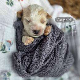 Cupid - male Cavapoochon puppy in Bullard, Texas from Cavapoochon Central LLC