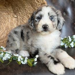 Demi- Has Videos - Blue merle female Aussiedoodle puppy in Troy, South Carolina from Lana Corley- Australian Shepherds of 3/W Farms