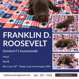 Franklin D. Roosevelt - Red male Aussiedoodle puppy in Asheboro, North Carolina from Stellar Aussies