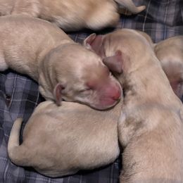 Yellow male - Yellow male Labrador Retriever puppy in Four Oaks, North Carolina from TLC Retrievers