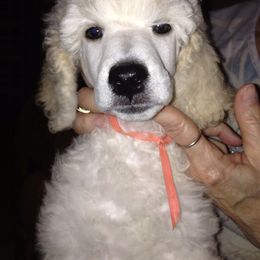 Poodle Puppies from Bonnie Weyrauch