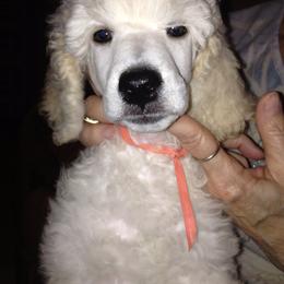 Poodle Puppies from Bonnie Weyrauch