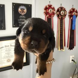 Girl 1 - Black and rust female Rottweiler puppy in Cleveland, Texas from Vom Haus Fantasy Rottweiler Kennel