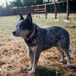 AKC MALE - Bronson - Blue speckled male Australian Cattle Dog puppy in Kalispell, Montana from BTR Australian Cattle Dogs