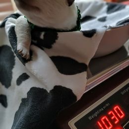 Australian Cattle Dog Puppies from Kurczak Farm LLC