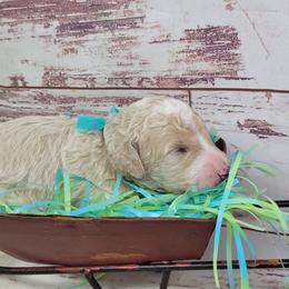 Broccoli - Apricot male Goldendoodle puppy in Grabill, Indiana from Rose's Doodles
