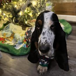 Clara - Basset Hound