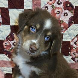 Gingy - Red tri-color male Australian Shepherd puppy in Peach Bottom, Pennsylvania from Arcadia Australian Shepherds